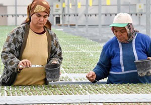 Parklara K iekleri