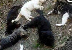 Alanya da 30 Kedi Katledildi!