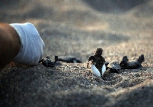 Caretta Caretta yavrular denizle bulutu