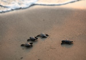 CARETTA CARETTALAR DENZLE BULUMAYA DEVAM EDYOR