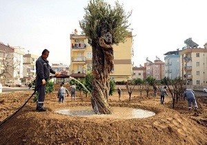 Kepez Belediyesi Anadolu Bahesine Yeni Aalar Dikti