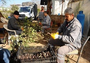 Kepez Belediyesi Tohumlama almalarn Hz Kesmeden Srdryor