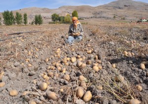 KORKUTEL DE PATATES HASADI BALADI