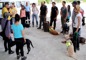 SOKAK KPEKLER ARAMA KURTARMA KPE OLDU