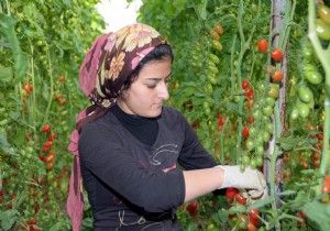 ​TARIM KOOPERATFLER DEVLET DESTE BEKLYOR