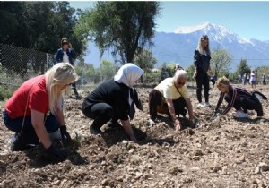 Kemer de Binbeyz Lavanta Fidesi Toprakla Bultyu