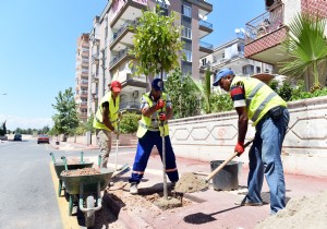 MURATPAAYI TURUN KOKULARI SARACAK